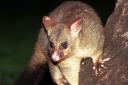 Female Choice Possum Removal Brisbane logo